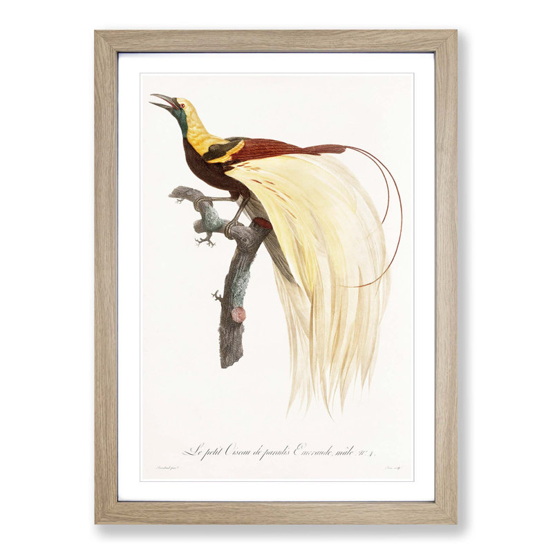 An Emperor Bird Of Paradise by Jacques Barraband - Single Picture Frame Painting, 33cm H x 24cm W x 2cm D, Oak Framed