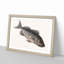 Rockfish by Mark Catesby - Picture Frame Painting Print-55762842-55762845