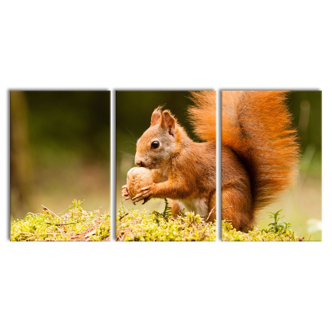 3-tlg. Leinwandbilder-Set Eichhörnchen mit Nuss