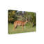 Art sur toile, Bob Bob Langrish Nyala-104137669