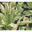 Rouleau de papier peint adhésif L 20 pi x l 27 po Woodway-56780358