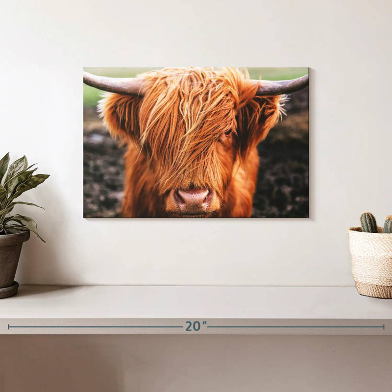 Frange Brampt Highland Cow, H 8 po x l 12 po
