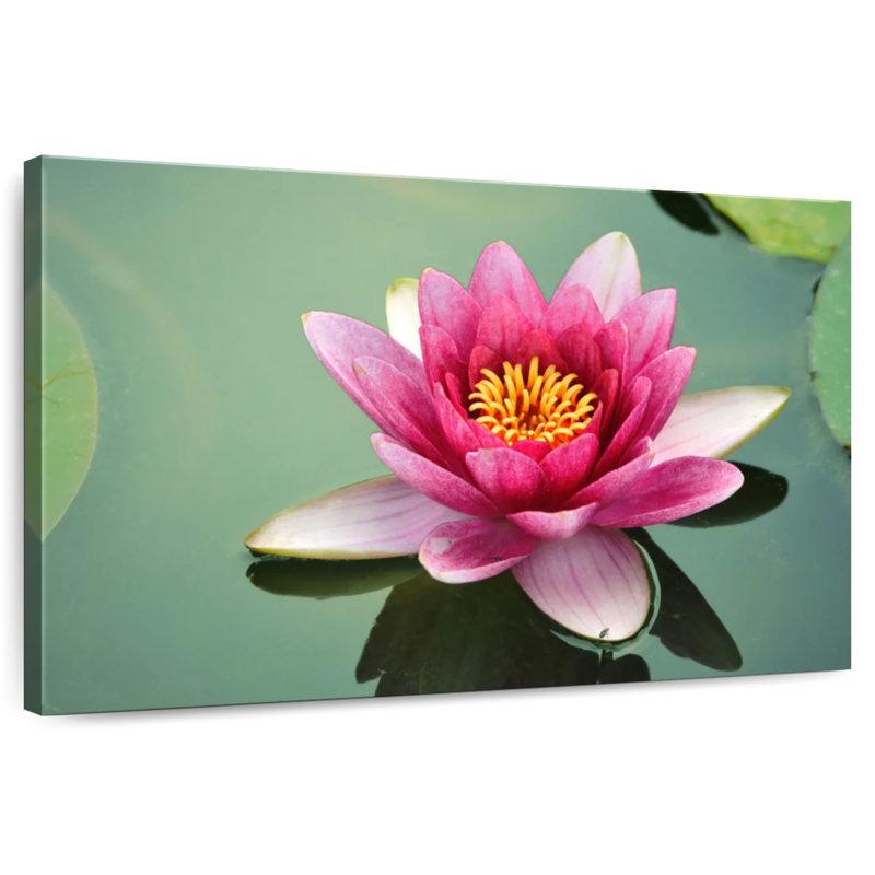 Harnek lotus japonais, H 20 po x l 30 po