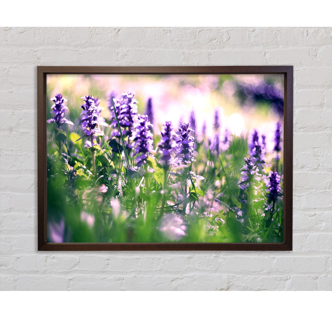 Lupine Flowers - Einzelner Bilderrahmen Kunstdrucke auf Leinwand