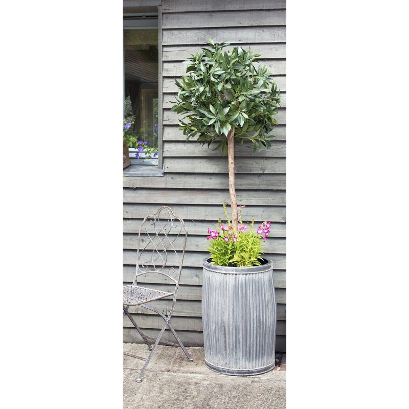 Fornah Fibreglass Planter