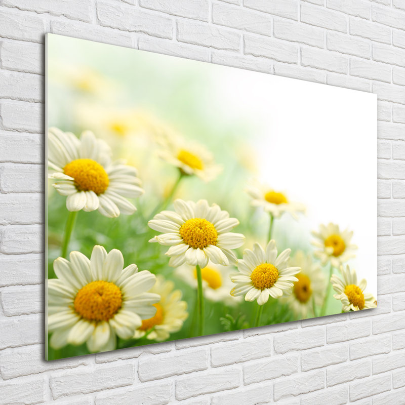 Daisies - No Frame Print on Glass