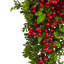 Guirlande Berry