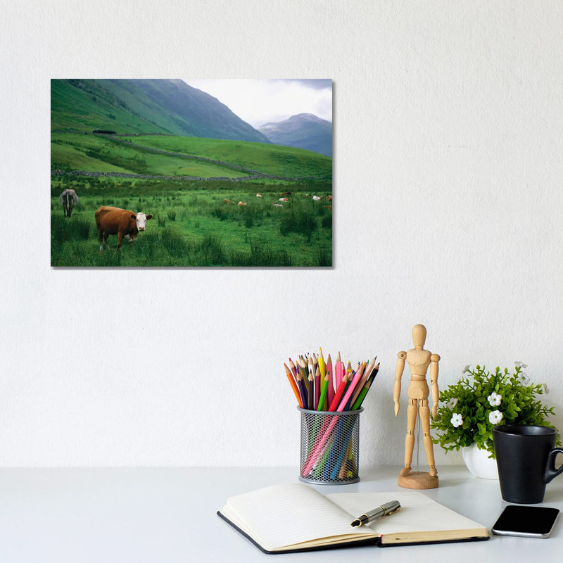 Cattle Graze In Fields Fenced With Stone Walls by Joel Sartore - No Frame Gallery-Wrapped Canvas Giclée on Canvas
