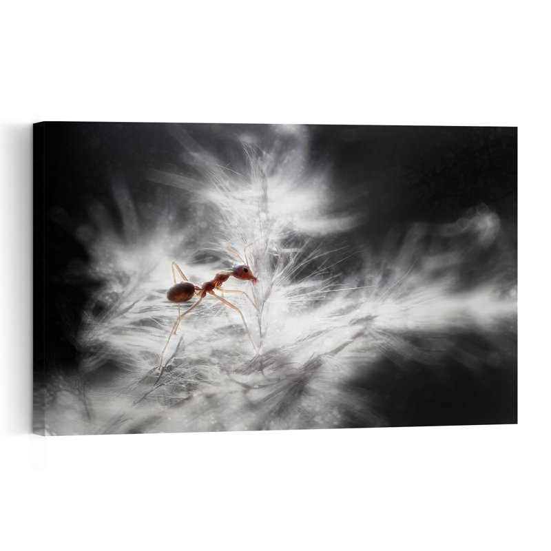 Red Ant On Dandelion Seed Delicate Dreamy Ethereal Ant Dandelion Nature Wall Art Print 1 Piece Wrapped Canvas Wall Art