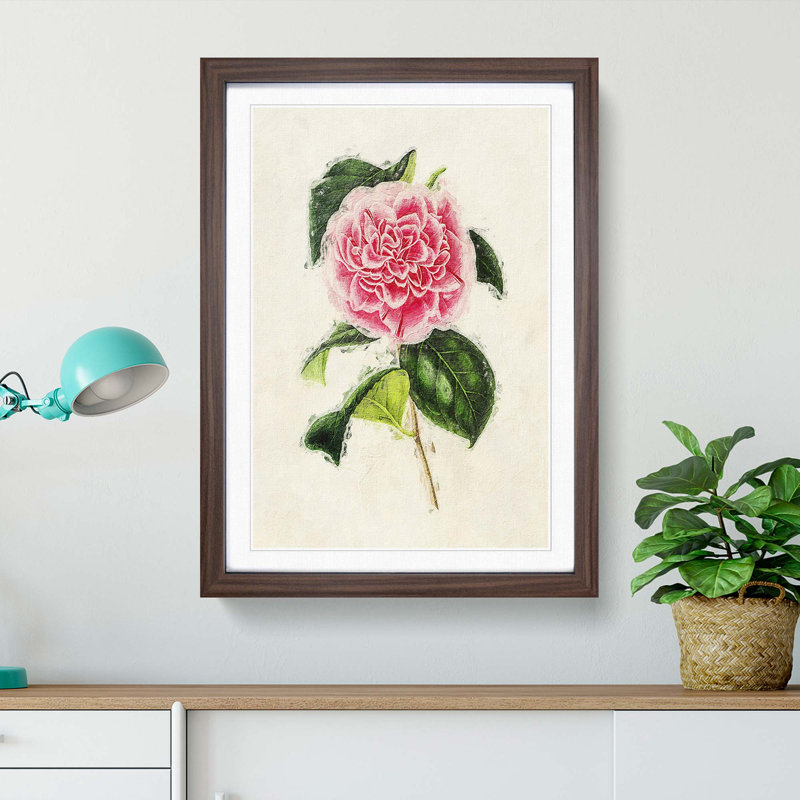 Illustration of a Pink Japanese Camellia - Picture Frame Painting Print, 48cm H x 36cm W x 2cm D, Walnut Framed