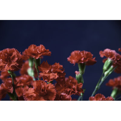 Red Flowers by Eyeshots