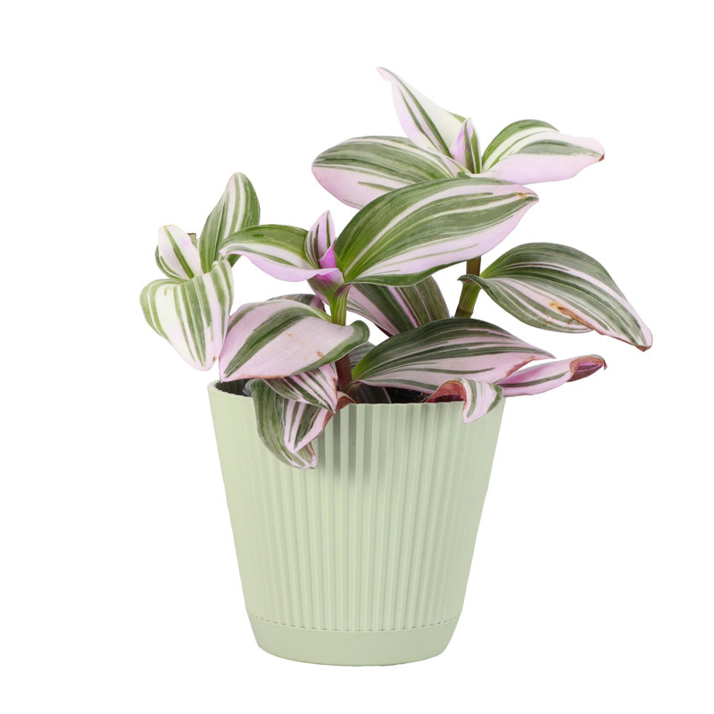 Live Tradescantia Nanouk Plant, Sage
