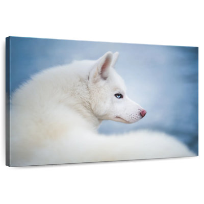 Pure White Husky