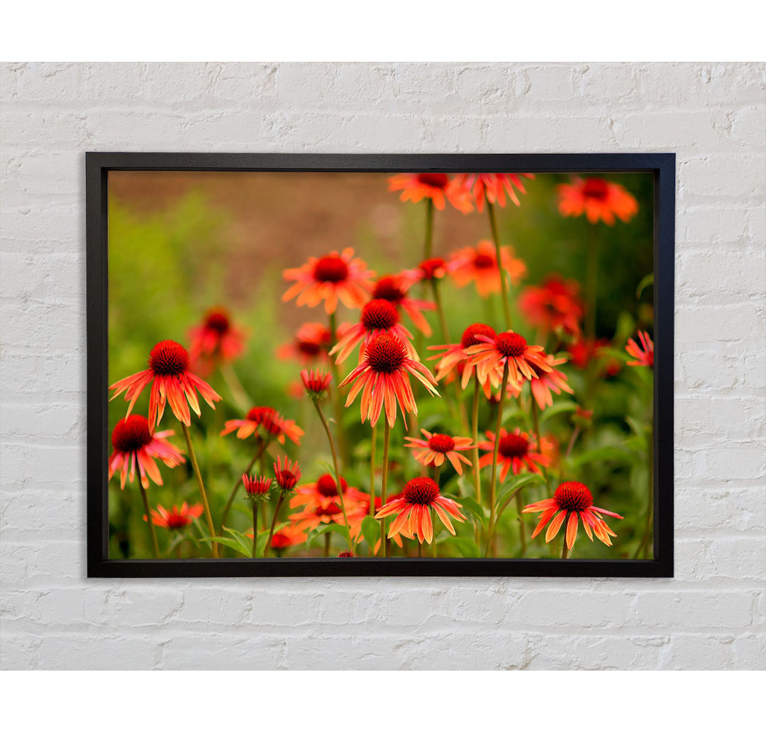 Vielfalt Gänseblümchen - Einzelner Bilderrahmen Kunstdrucke auf Leinwand