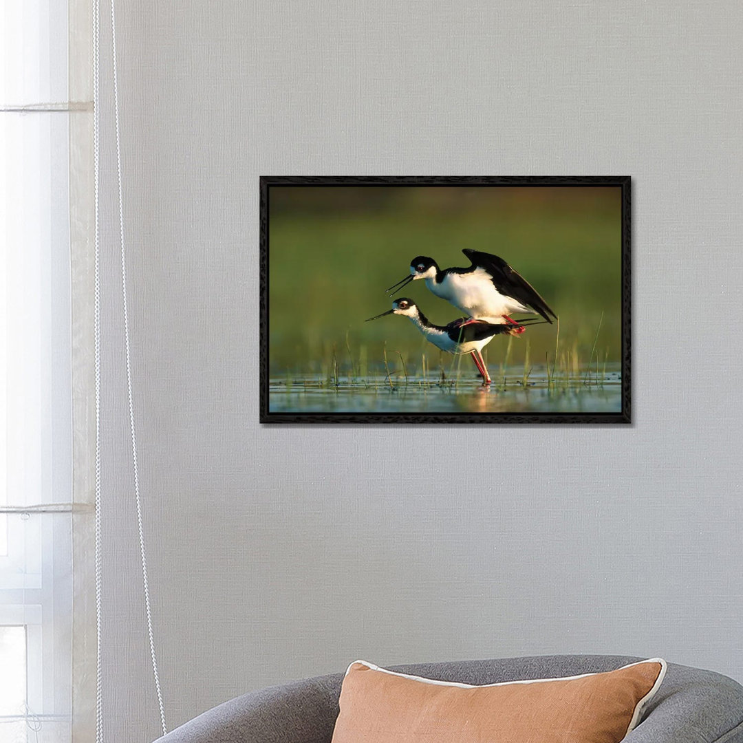 Black-Necked Stilt Couple Mating, North America von Tim Fitzharris - Gallery-Wrapped Canvas Giclée on Canvas