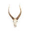 Goat Skull Handmade Resin Wall Decor