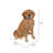Sitting Dog Golden Retriever Statue