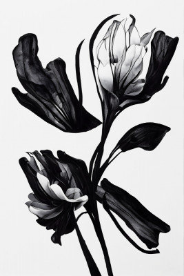 Wrapped Canvas Print, 76.2 cm H x 50.8 cm W
