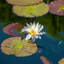 Water Lily Print by Ted Glasoe