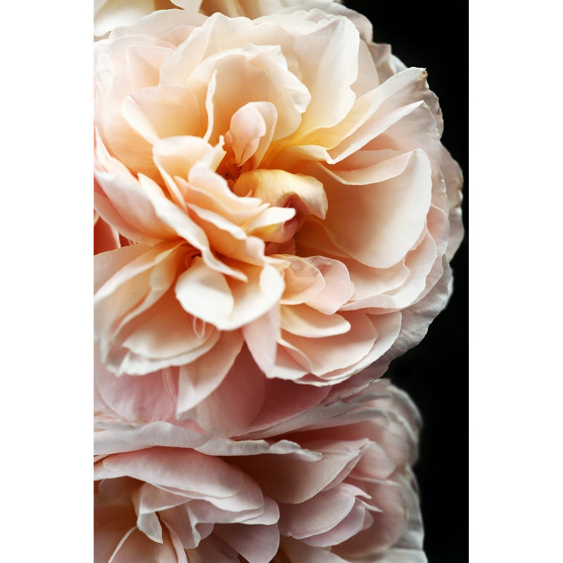 «Floribunda II» par Alicia Bock, reproduction d'art sur papier, Cadre érable, H 42 po x l 30 po