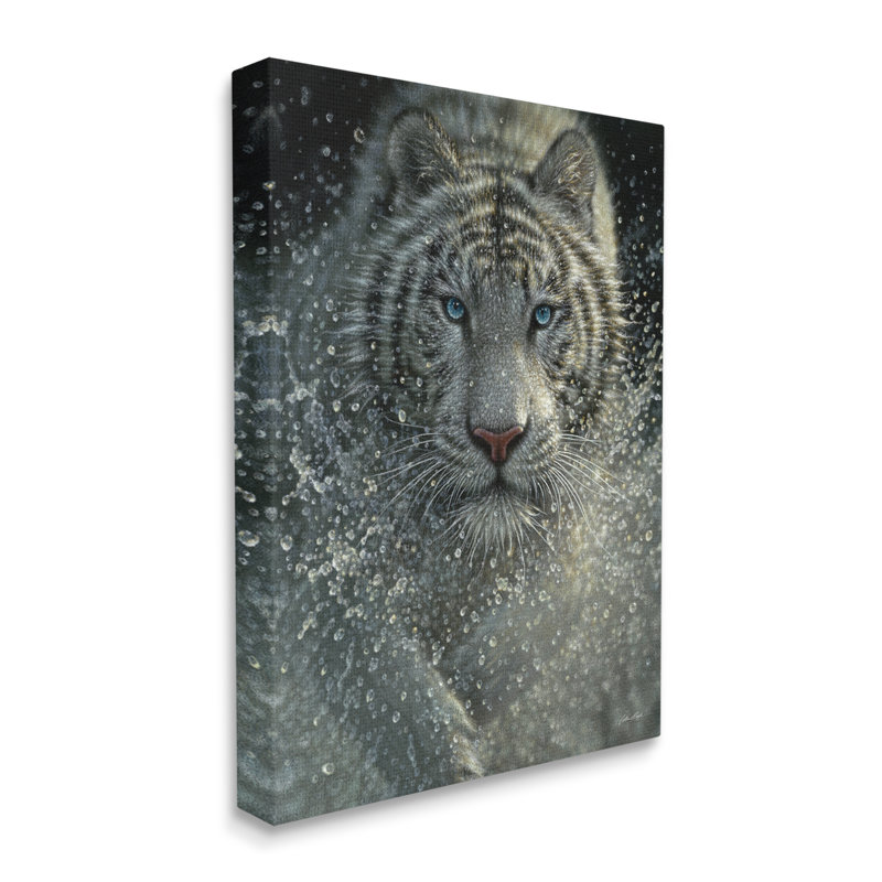 " Fierce White Bengal Tiger Running Water Splashing Portrait " by Collin Bogle, Wrapped Canvas, 16" W x 20" H