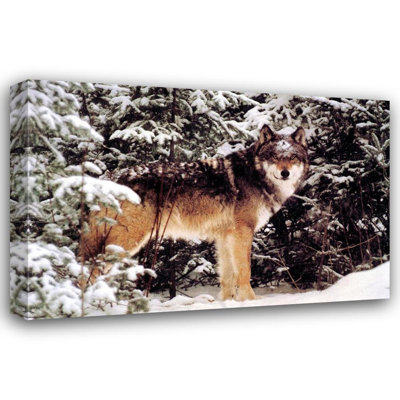 Loup d'hiver