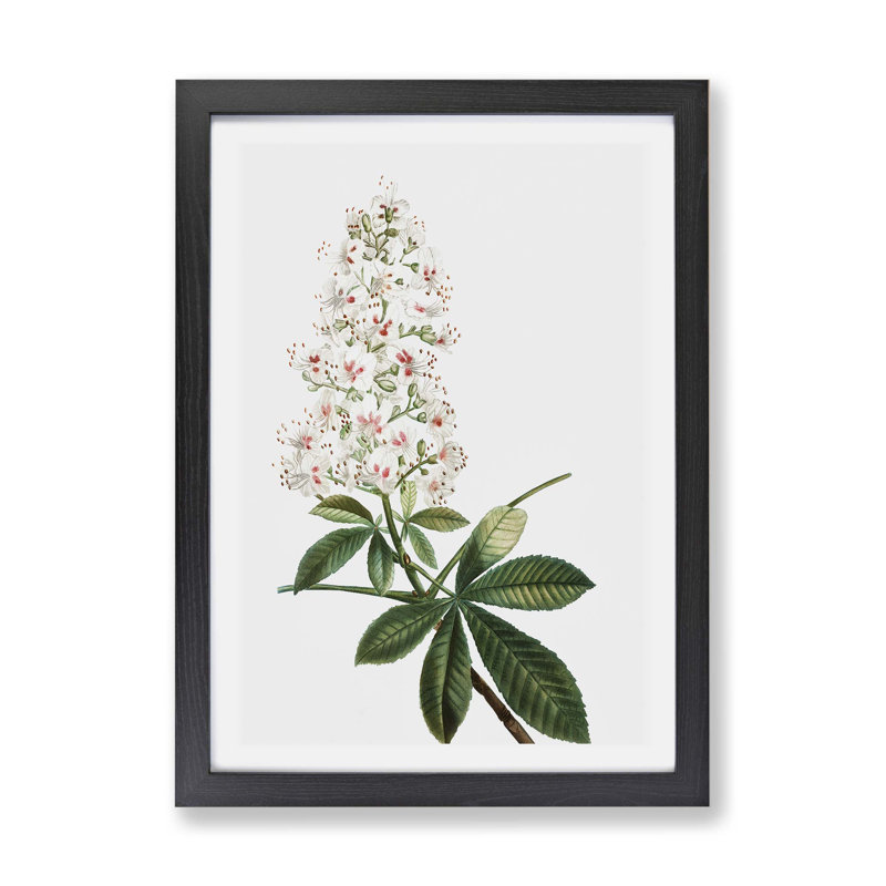Horse Chestnut Tree Flowers by Pierre-Joseph Redoute - Single Picture Frame Painting, 33cm H x 45cm W x 2cm D, Black