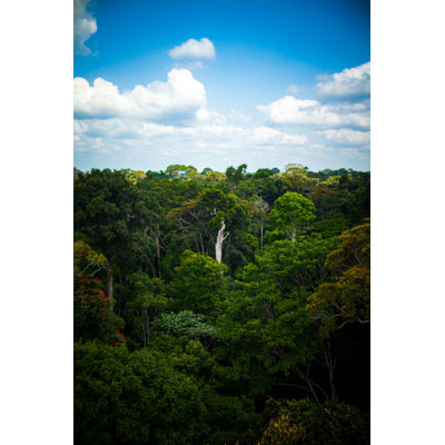 Forêt Amazonienne