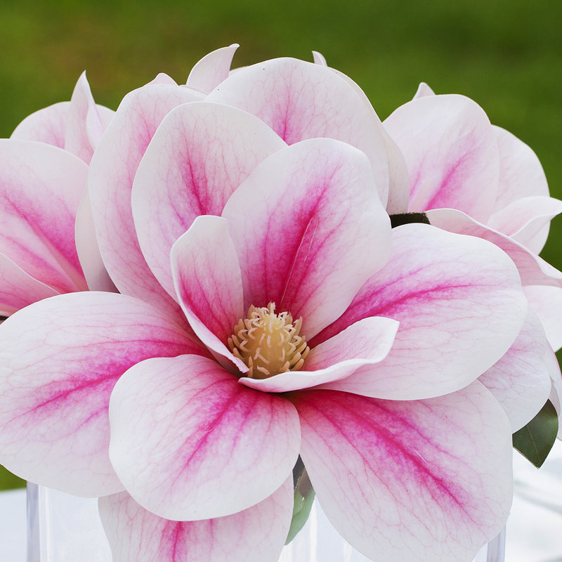 Magnolia Arrangement in Vase, Pink