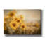 «Fall Sunflowers» par Ashley Bradley, art mural-1864049680