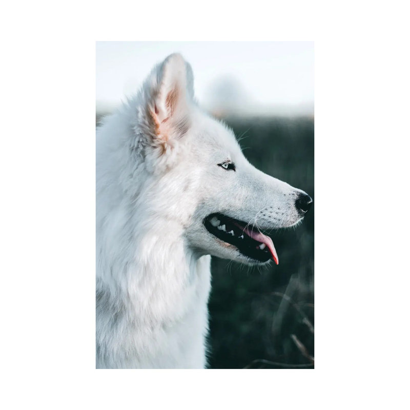 Snow Dog - Wrapped Canvas Print, 101.6 cm H x 66.04 cm W x 1.91 cm D