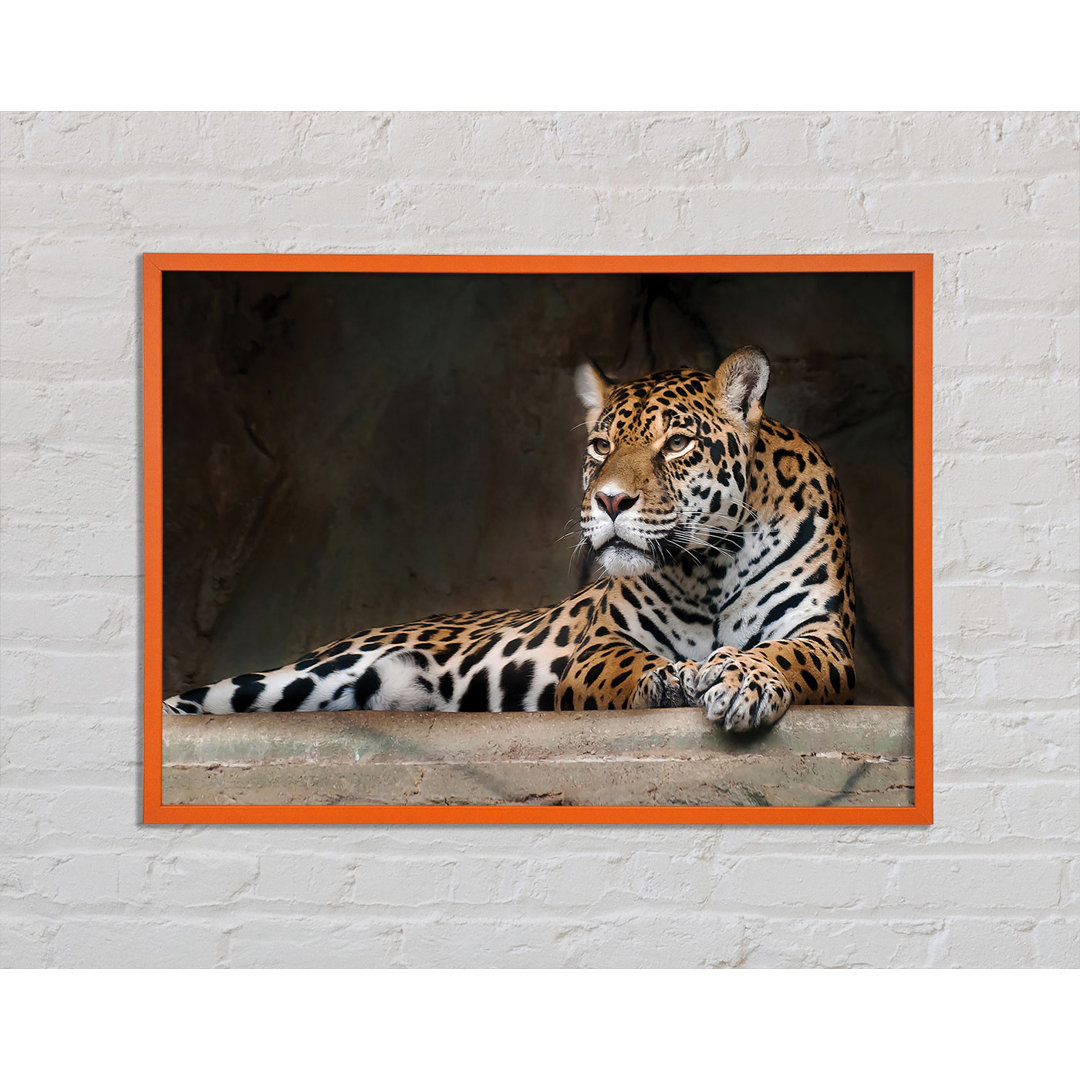 Gerahmtes Poster Young Tiger Resting von Anooj