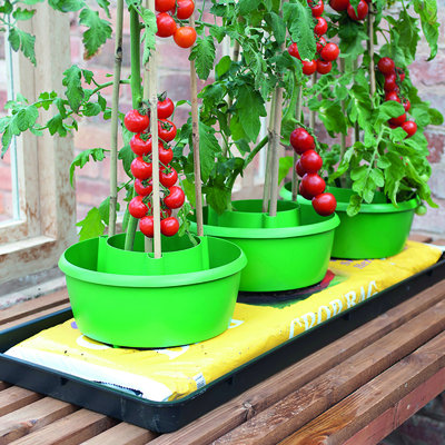 Pot intérieur Halo Garland Green Plant P 11 po x H 6 po