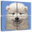 Brampt Samoyed Puppy-109086684