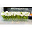 Centre de table tulipes dans un vase