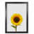 Black Grain Frame is unavailable