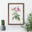 Pink Cabbage Roses In Bloom by Pierre-Joseph Redoute - Single Picture Frame Painting-48238339-48238338