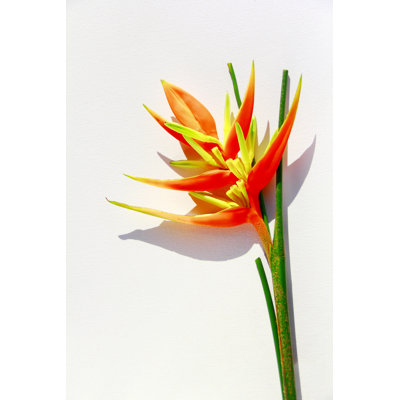 Yellow Heliconia by Mspoli - Wrapped Canvas Print