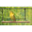 One-of-a-Kind 4'' Bird Perch for Inside Cage