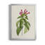 «Pretty Pink Botanicals VIII», toile encadrée de qualité supérieure - prête à être accrochée-969876269-969876270