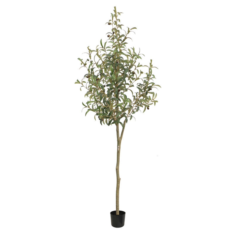 Olive toscane, 67 po
