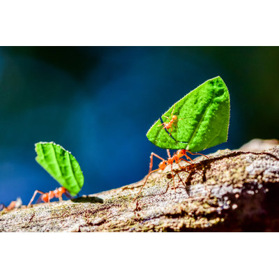 Ants Carrying Leaves by SimonDannhauer - Wrapped Canvas Print