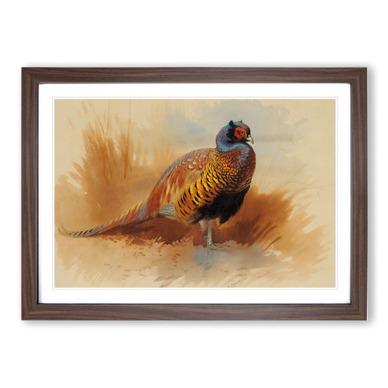 Study of a Cock by Archibald Thorburn - Picture Frame Painting, Walnut Framed, 27cm H x 36cm W x 2cm D