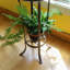 Support pour plante Bryony