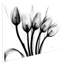 «Marching Tulips» par Albert Koetsier - reproduction de photo non encadrée sur verre