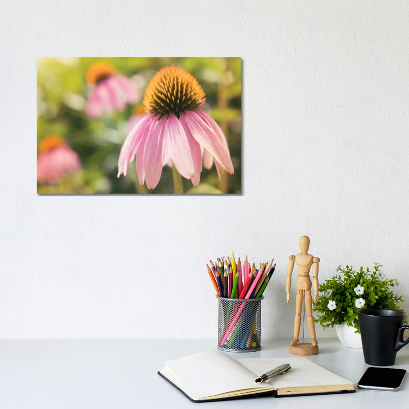 Echinacea Study I by Jason Johnson - Wrapped Canvas Print, 20.32 cm H x 30.48 cm W