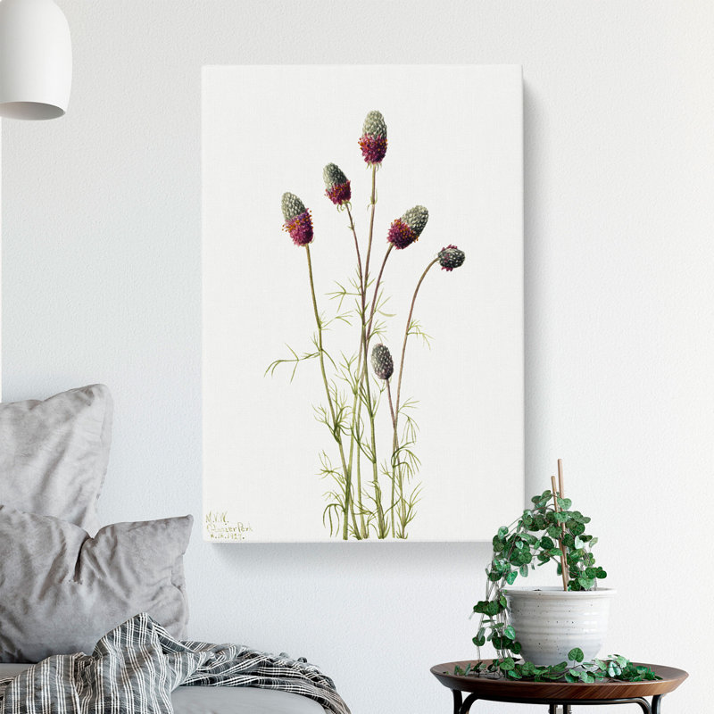 Purple Prairieclover by Mary Vaux Walcott - Wrapped Canvas Print, 50cm H x 35cm W x 3cm D