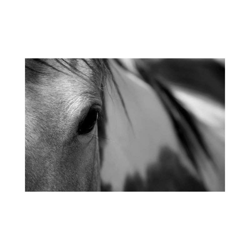 One Eye by Lu Anne Tyrrell - Wrapped Canvas Print, 20.32 cm H x 30.48 cm W