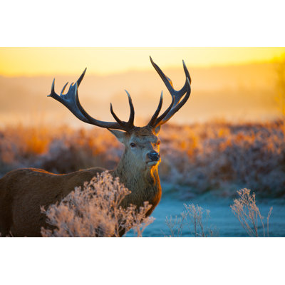 Red Deer - photographie sur toile tendue