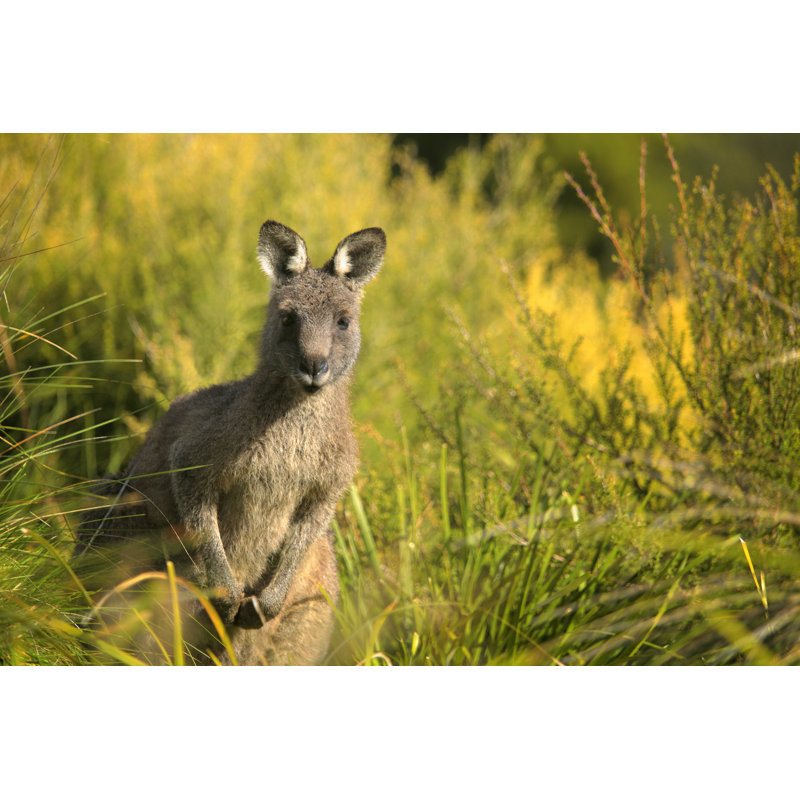 Australian Marsupial by Mollypix - Wrapped Canvas Print, 30cm H x 46cm W